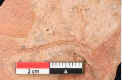 Foto (Detailansicht) von Glyptostrobus europaeus Brongniart (NHMW-GEO-2024-0188-7956)